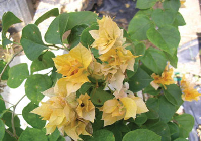 bougainvillea-aussie-gold-double-yellow