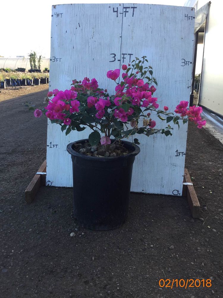 Locate & Find Wholesale Plants