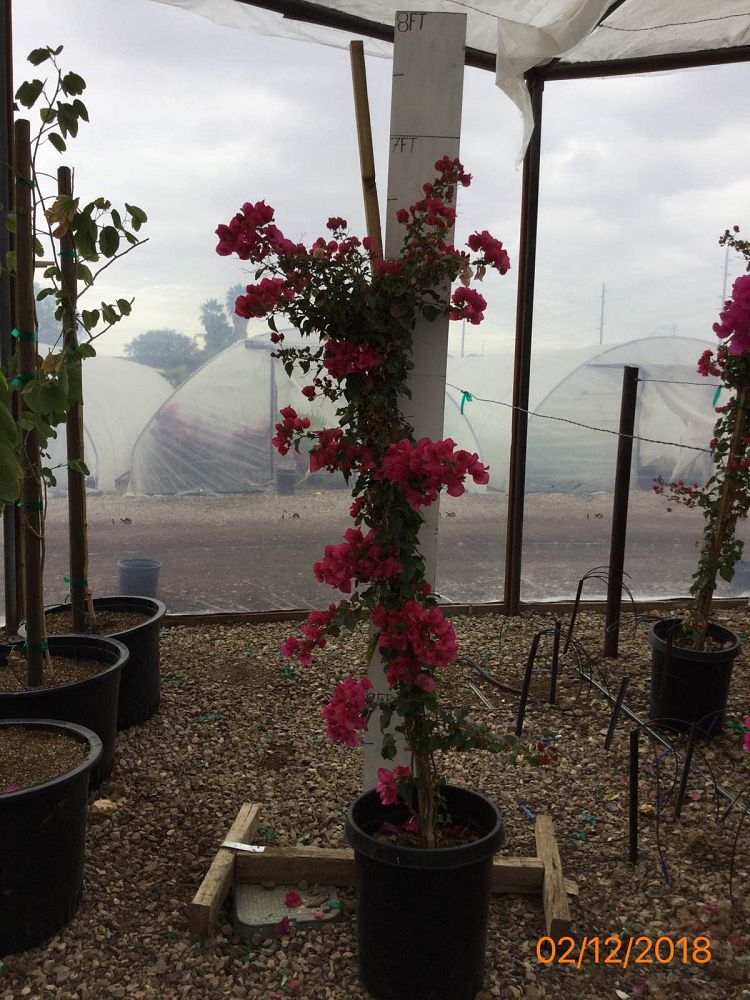 Locate & Find Wholesale Plants