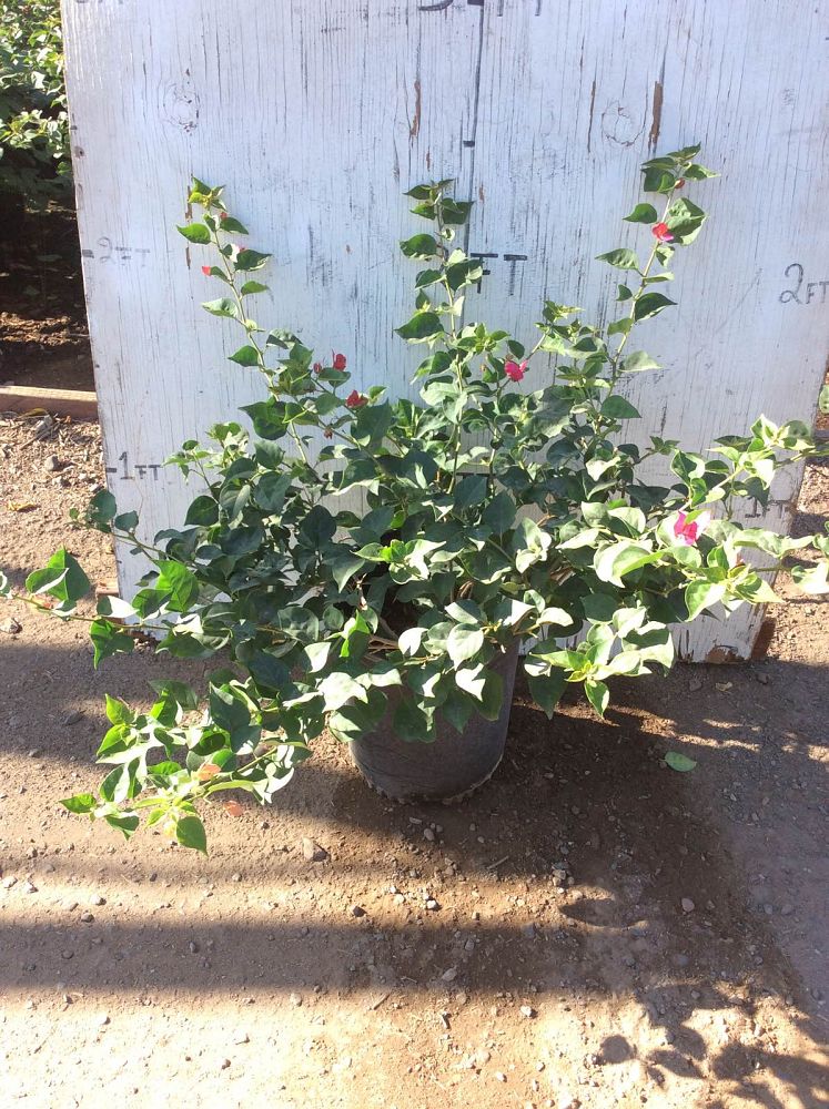 Arizona WholeSale Growers