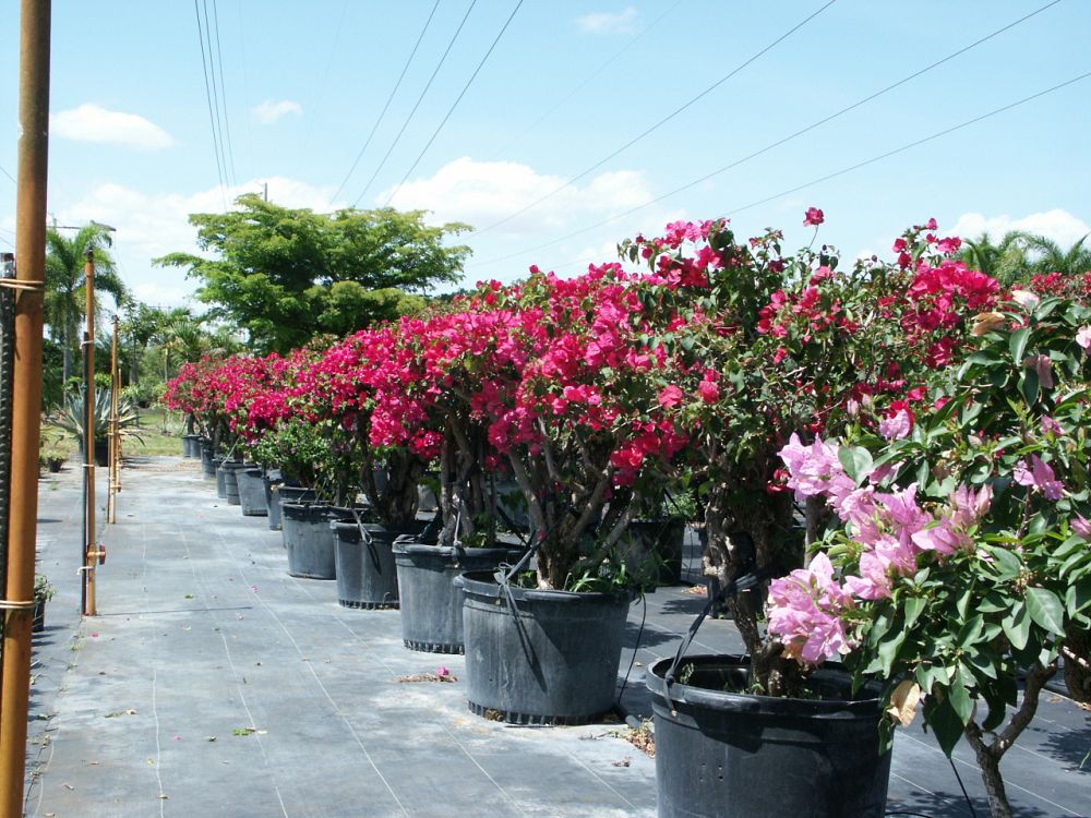 bougainvillea-barbara-karst