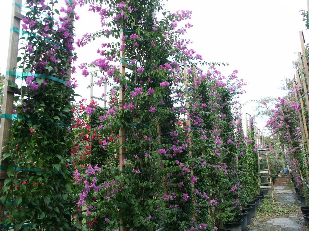 bougainvillea-barbara-karst