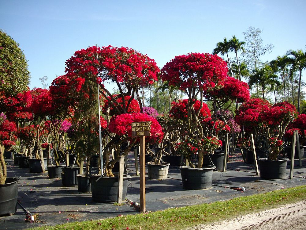 bougainvillea-barbara-karst