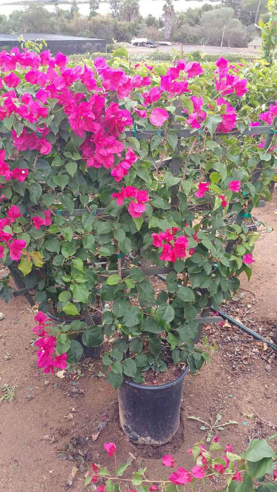 bougainvillea-barbara-karst