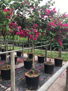 bougainvillea-barbara-karst