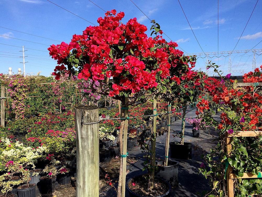 bougainvillea-barbara-karst
