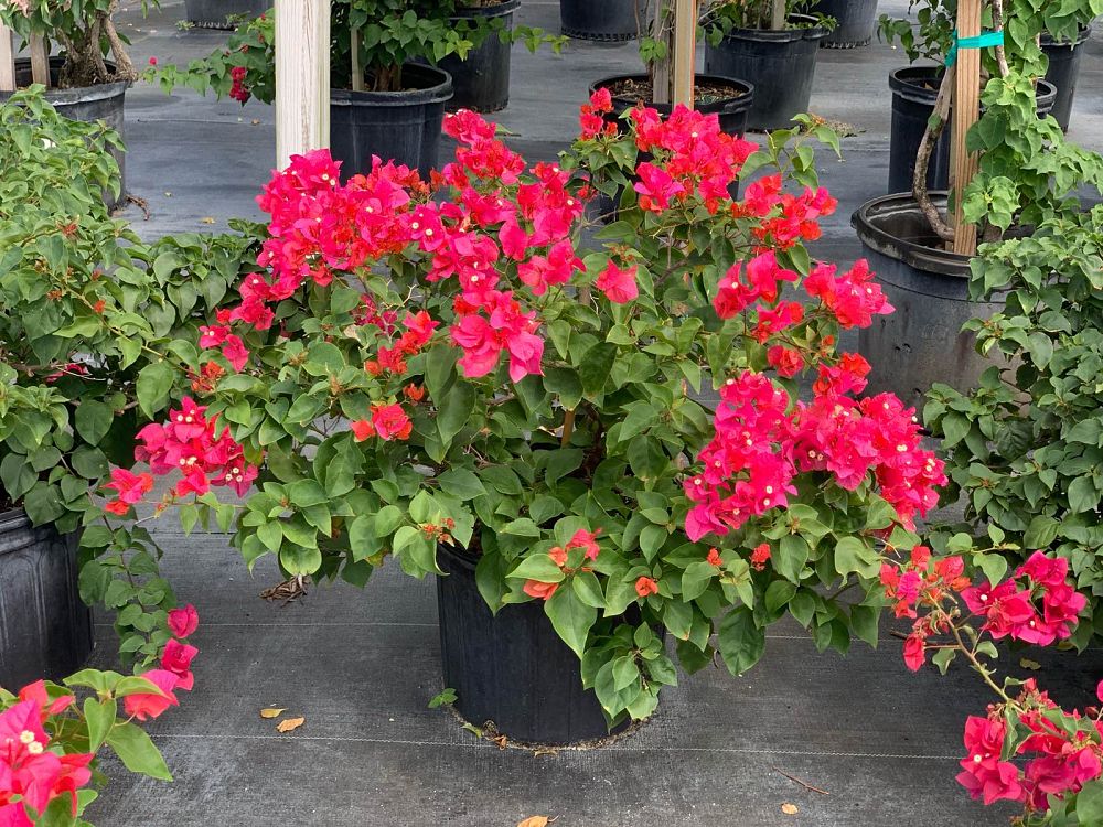 bougainvillea-barbara-karst