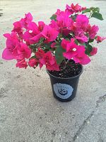 bougainvillea-barbara-karst