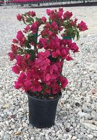 bougainvillea-barbara-karst