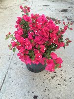 bougainvillea-barbara-karst