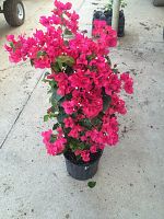 bougainvillea-barbara-karst