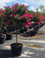 bougainvillea-barbara-karst