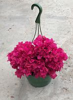 bougainvillea-barbara-karst