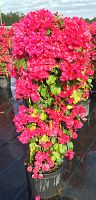 bougainvillea-barbara-karst