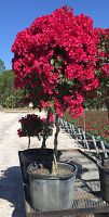 bougainvillea-barbara-karst