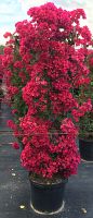 bougainvillea-barbara-karst