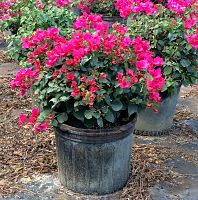 bougainvillea-barbara-karst