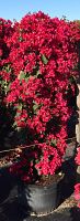 bougainvillea-barbara-karst