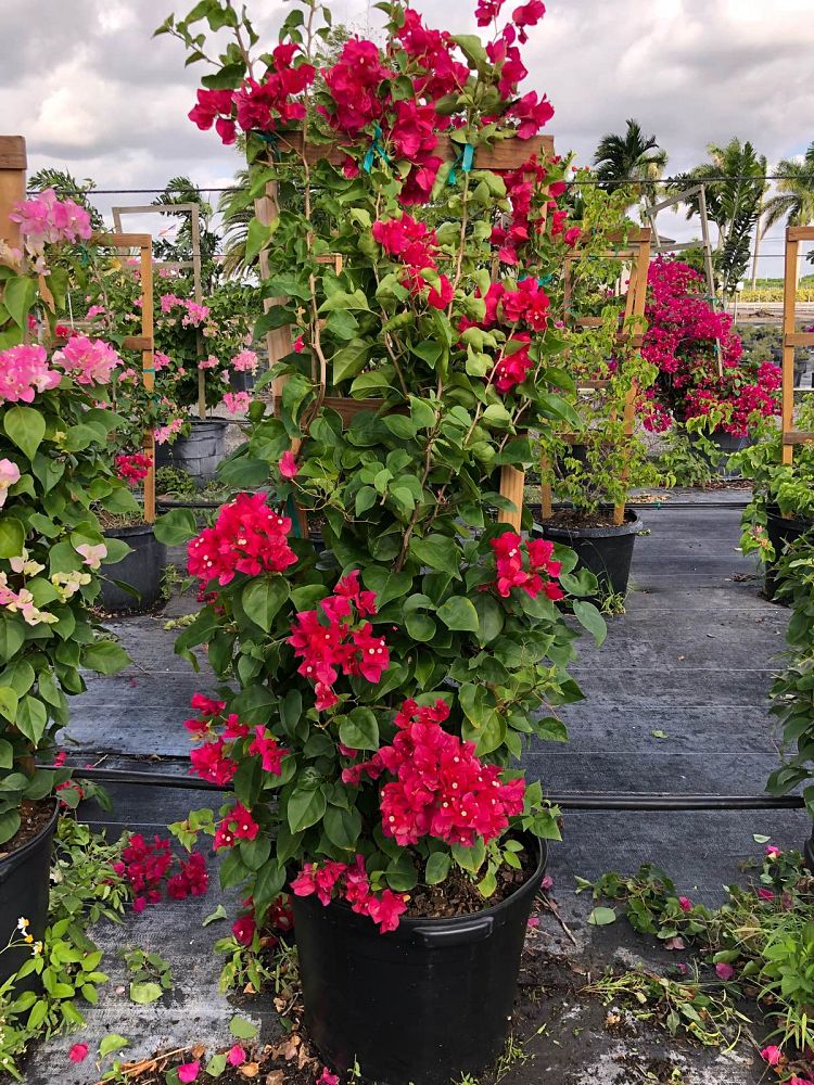 bougainvillea-barbara-karst