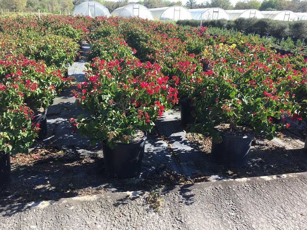 bougainvillea-barbara-karst