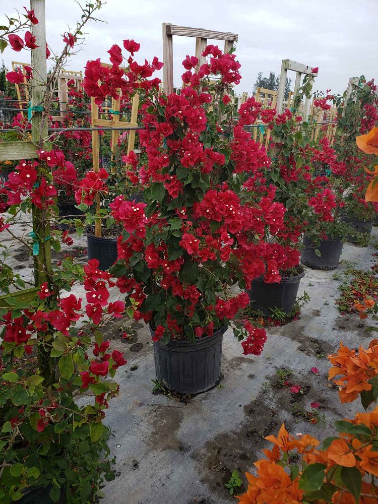 bougainvillea-barbara-karst