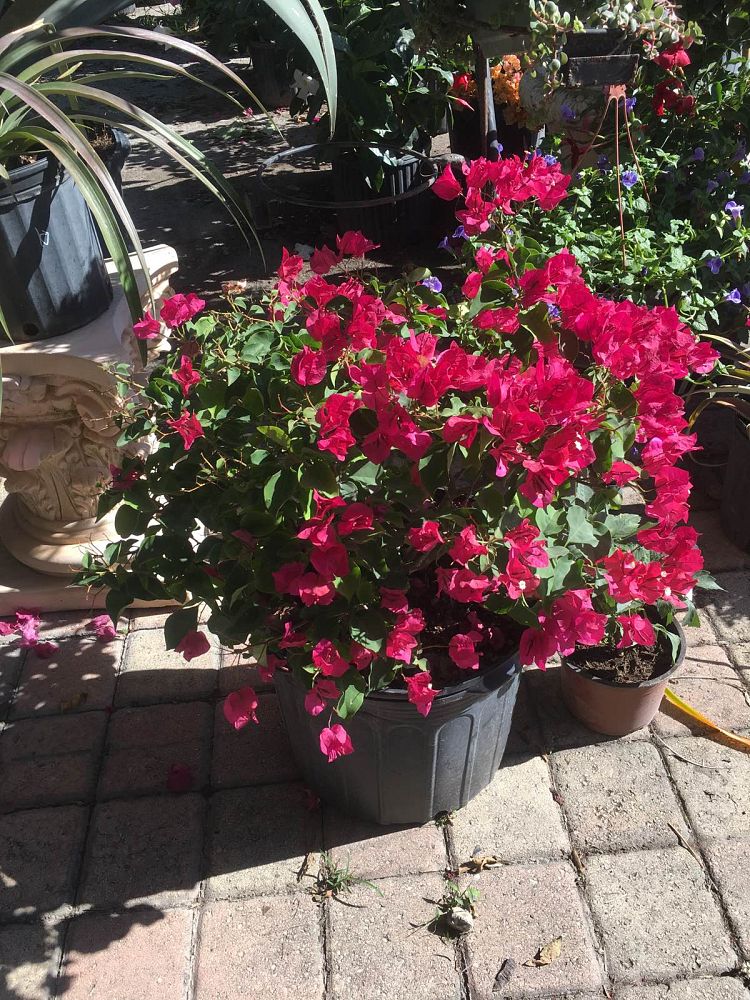 bougainvillea-barbara-karst