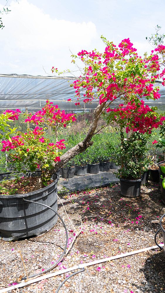 bougainvillea-barbara-karst