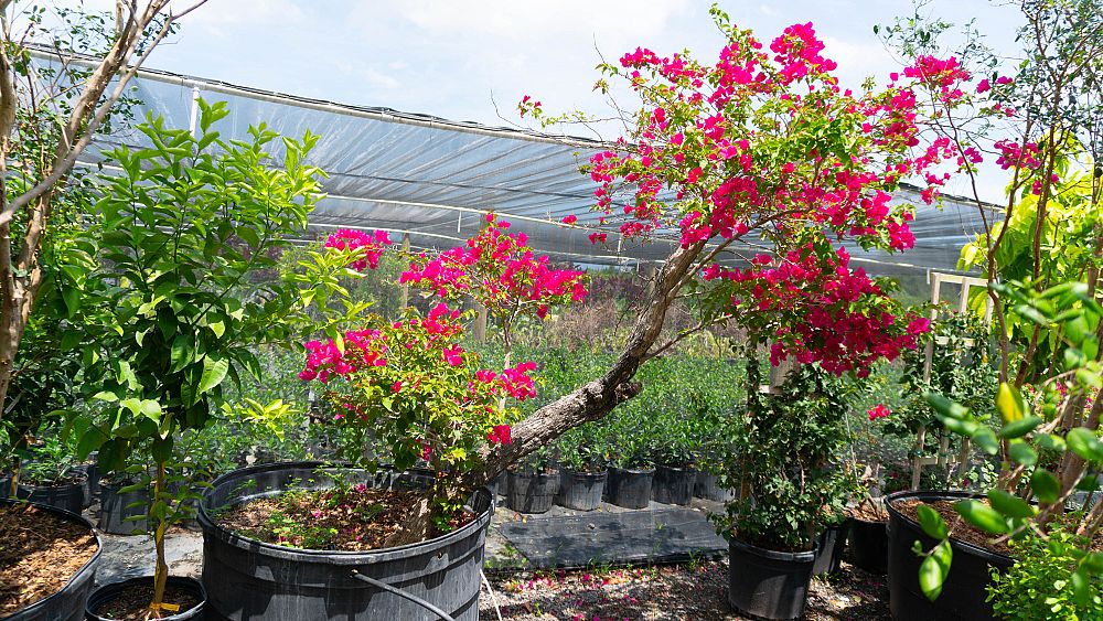 bougainvillea-barbara-karst