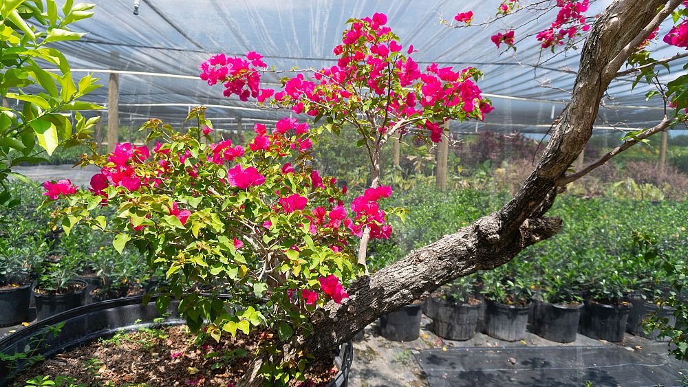 bougainvillea-barbara-karst