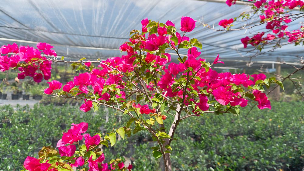 bougainvillea-barbara-karst