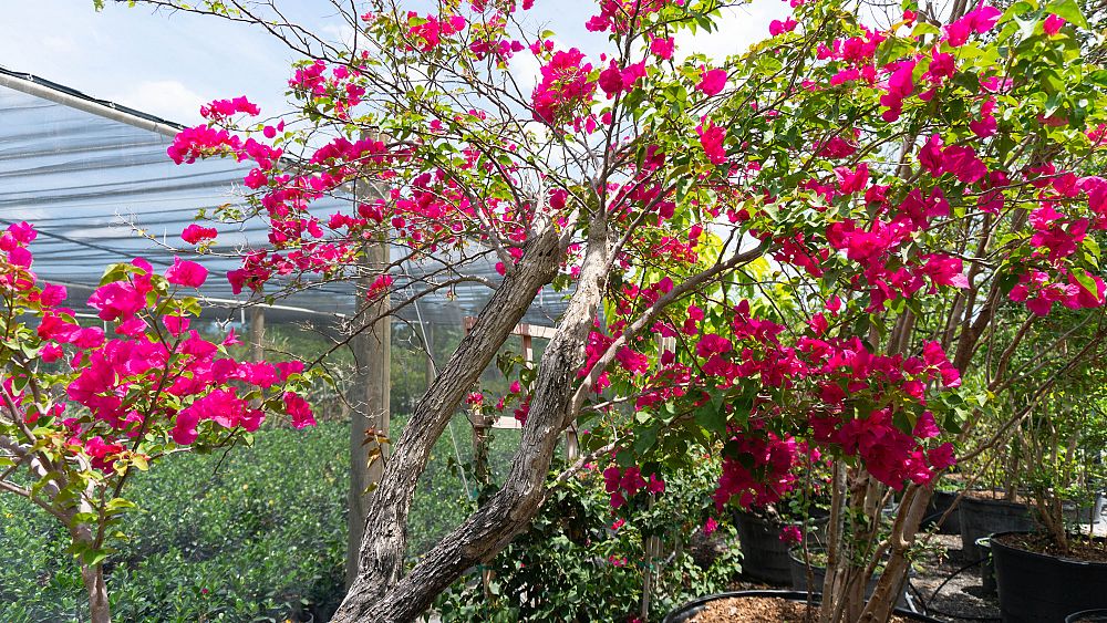bougainvillea-barbara-karst
