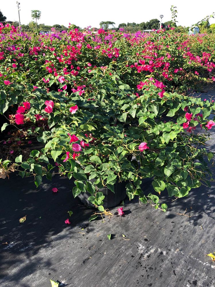 bougainvillea-barbara-karst