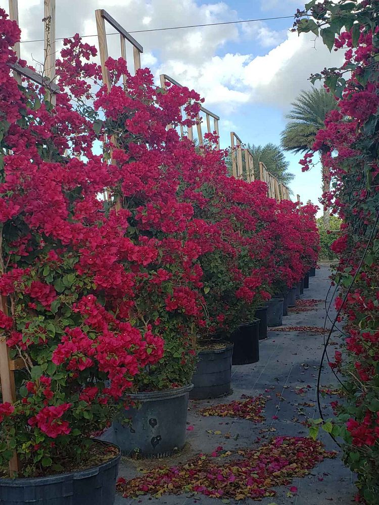 bougainvillea-barbara-karst