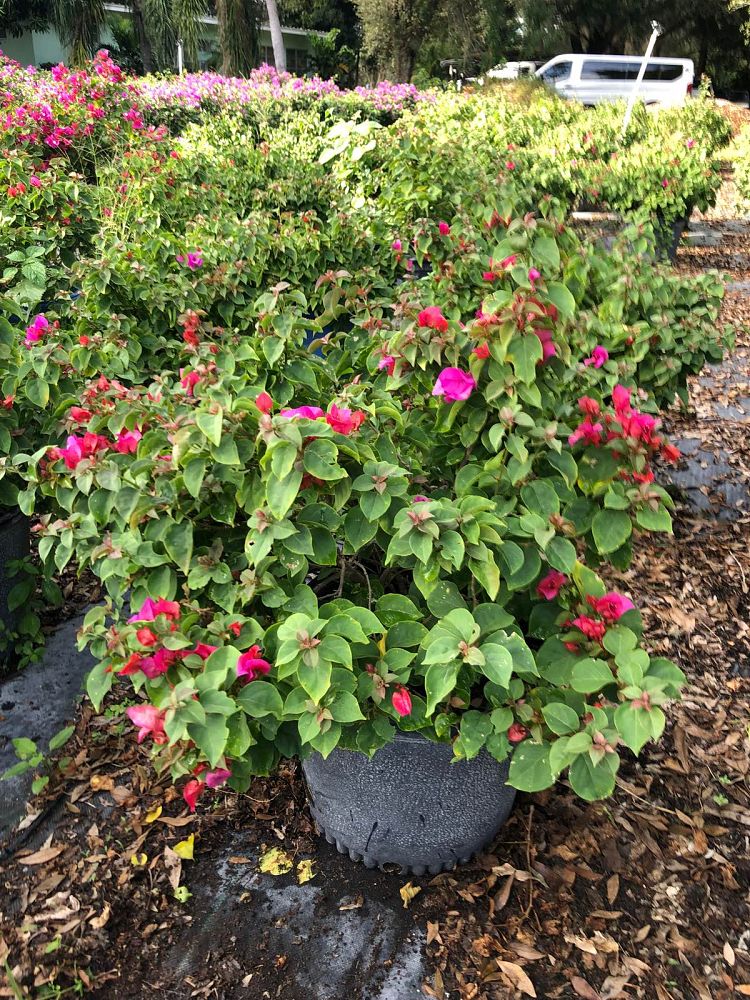 bougainvillea-barbara-karst