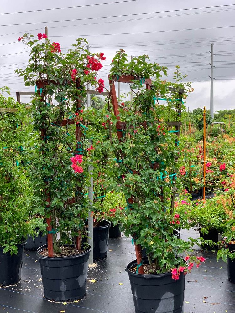 bougainvillea-barbara-karst