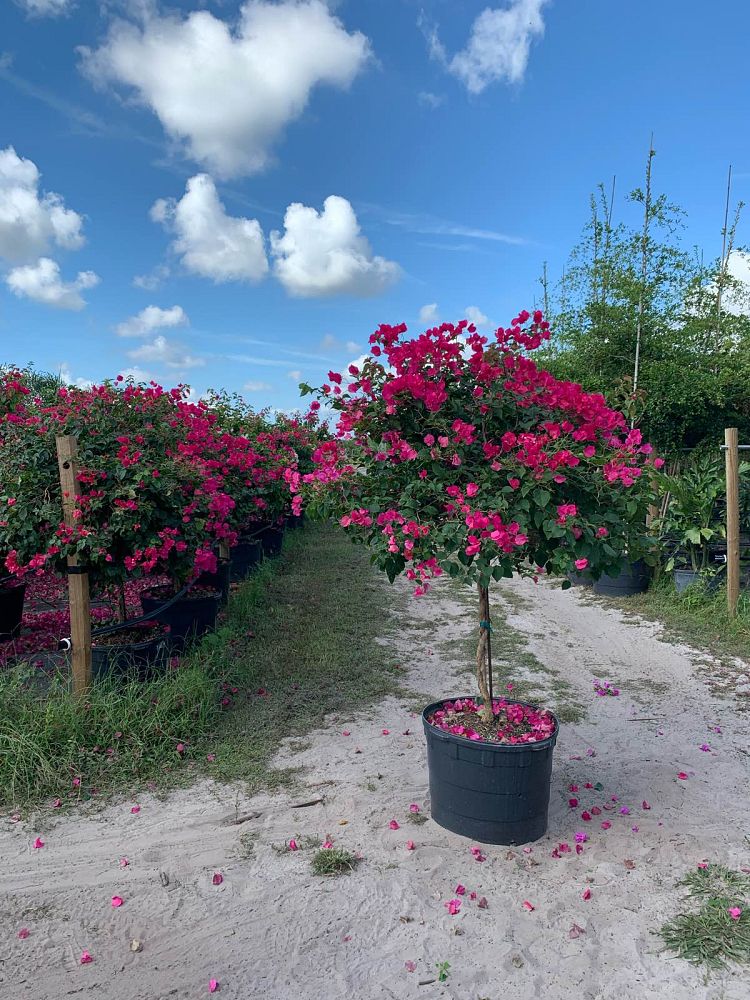 bougainvillea-barbara-karst