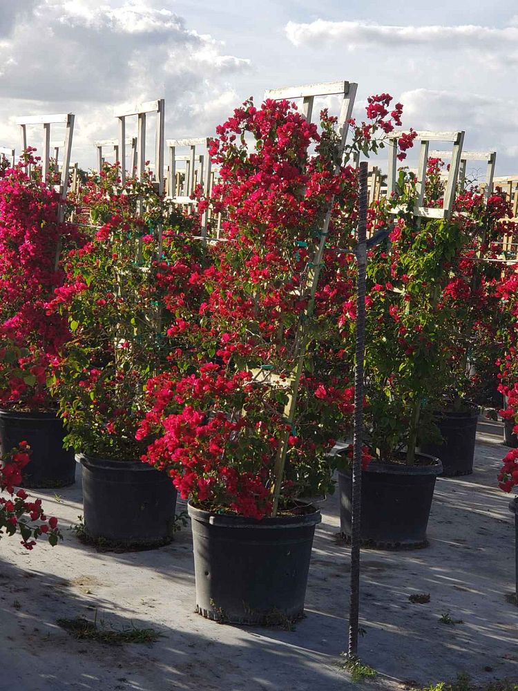 bougainvillea-barbara-karst