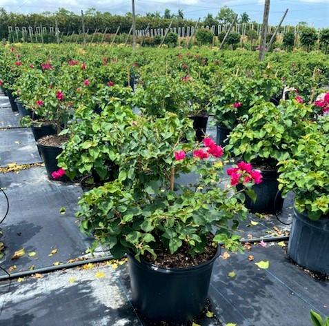 bougainvillea-barbara-karst