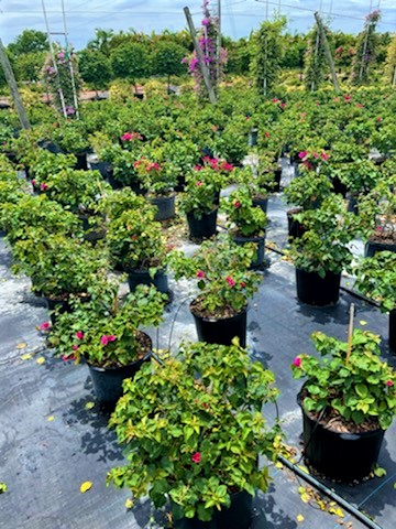 bougainvillea-barbara-karst