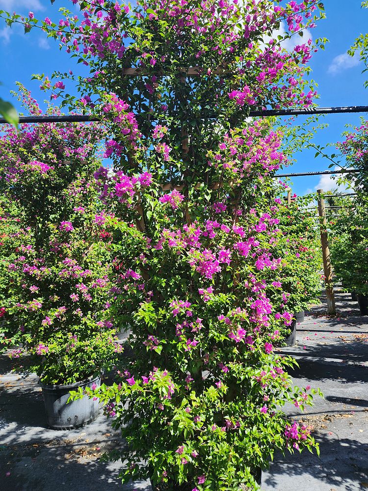 bougainvillea-barbara-karst