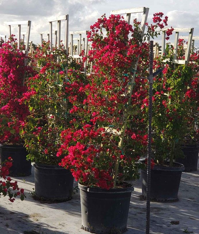 bougainvillea-barbara-karst