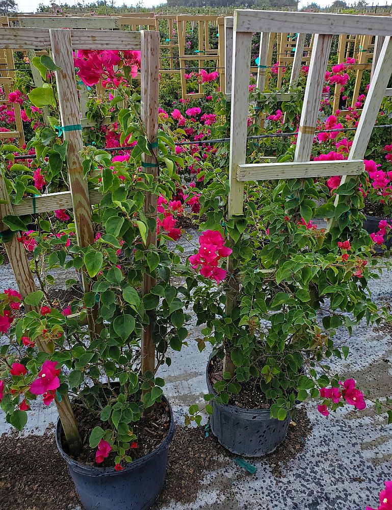 bougainvillea-barbara-karst