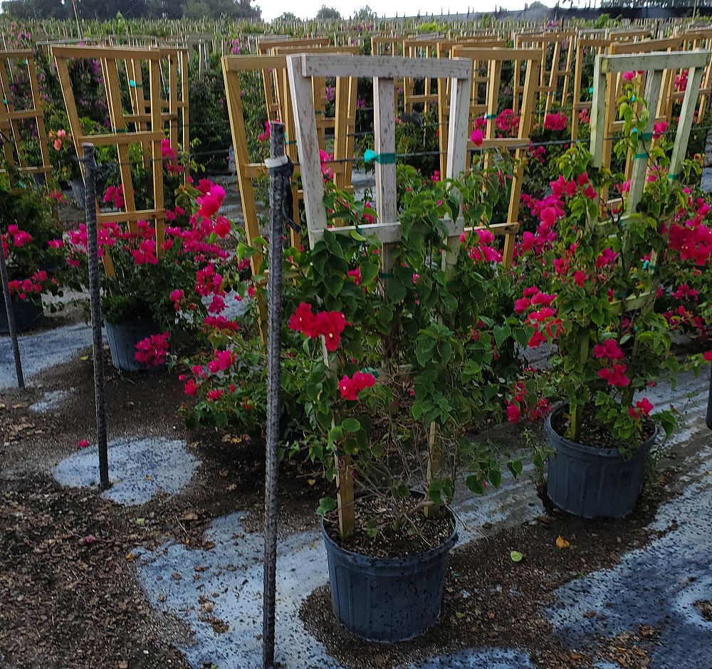 bougainvillea-barbara-karst