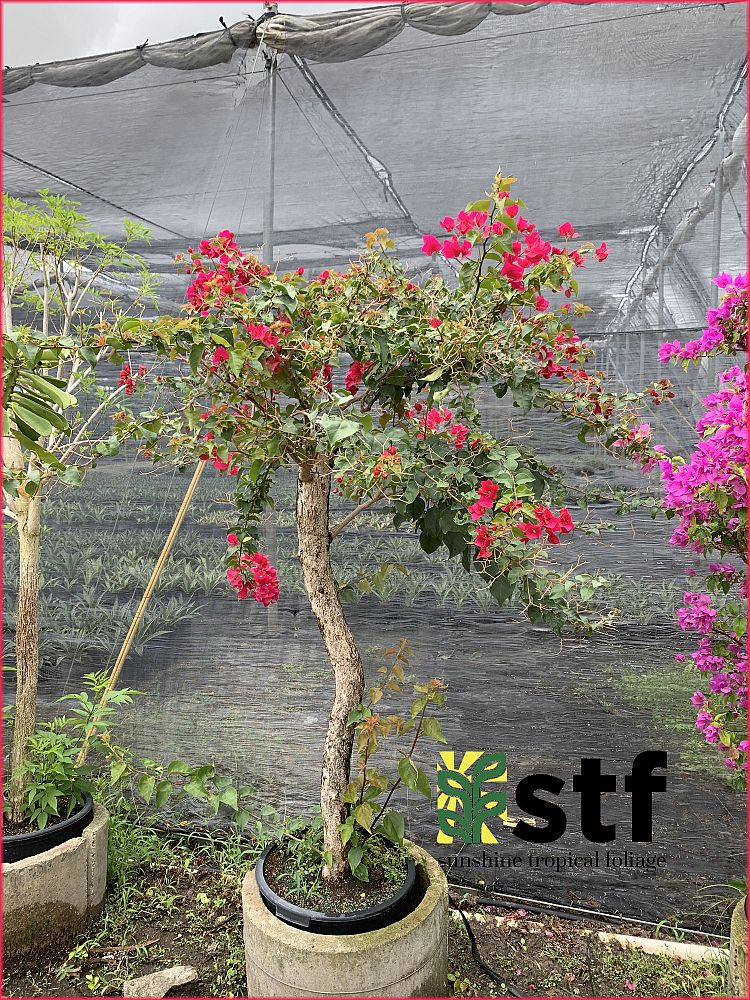bougainvillea-barbara-karst