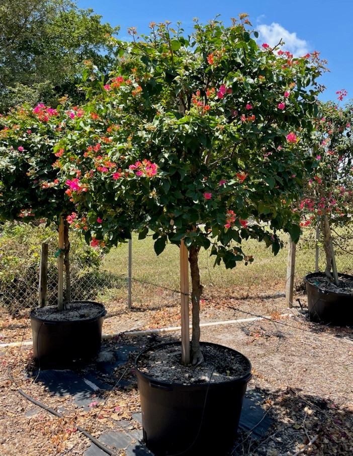bougainvillea-barbara-karst