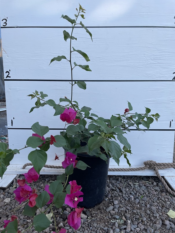 bougainvillea-barbara-karst