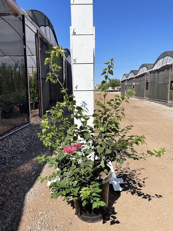 bougainvillea-barbara-karst