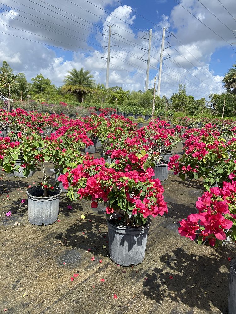 bougainvillea-barbara-karst