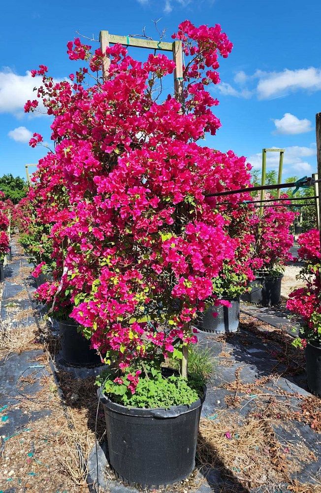 bougainvillea-barbara-karst