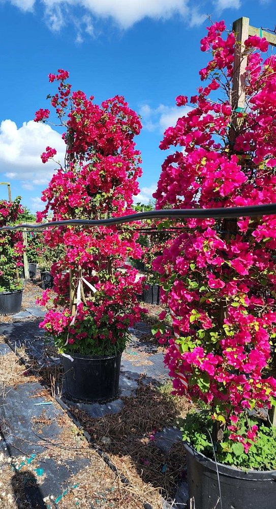 bougainvillea-barbara-karst
